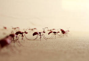 Iron Ants