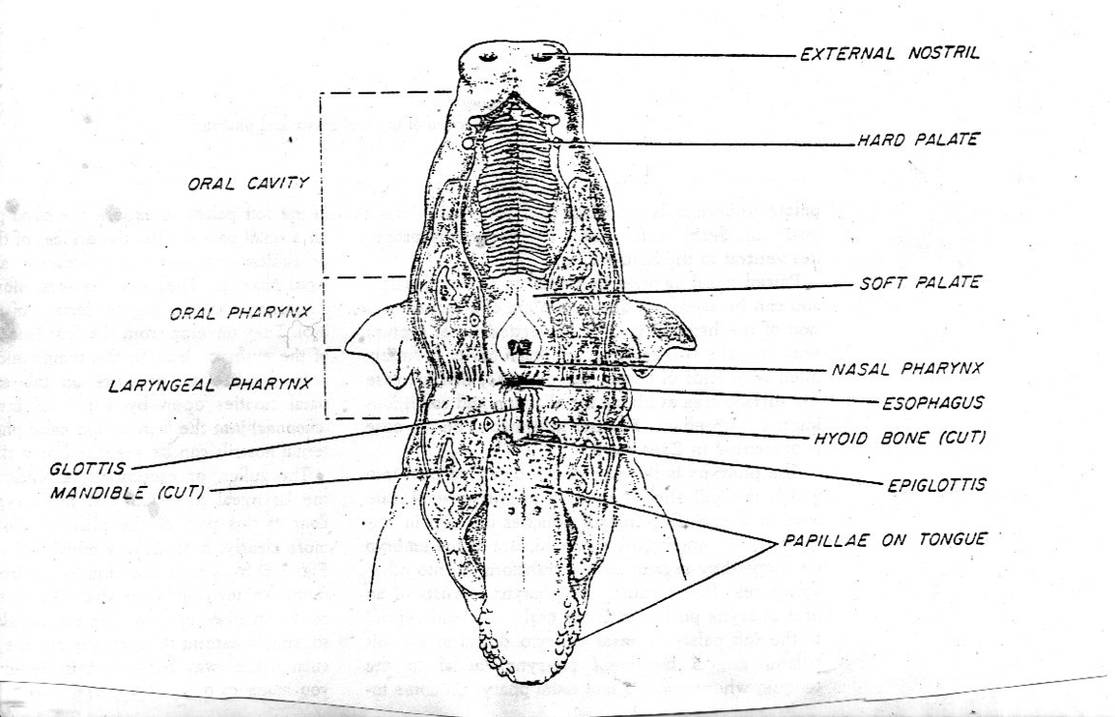 Pig Disection diagram by xxsqueekbatstockxx on DeviantArt