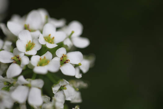 White Flowers