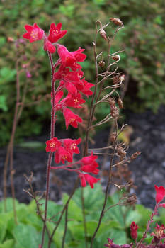 red flowers1