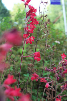 red flowers2