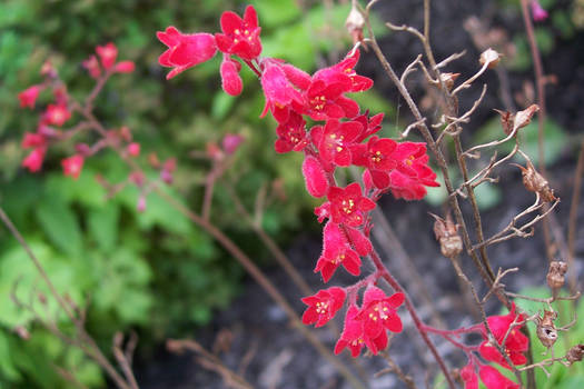 red flowers3