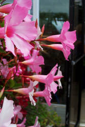 pink flower vine