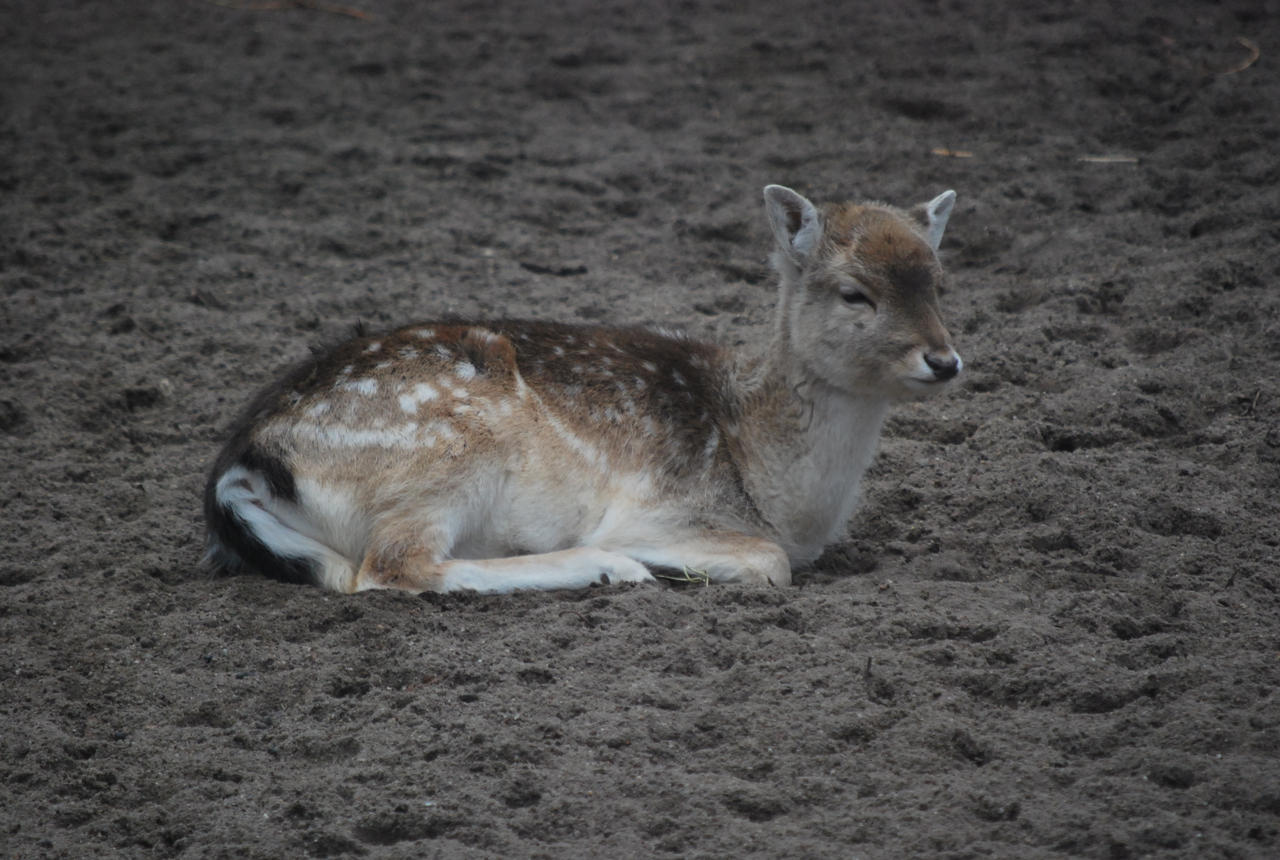 Baby Deer stock 02