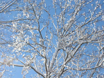 Snowed Trees