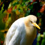 Cattle Egret