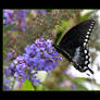 Spicebush Swallowtail I