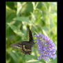 Spicebush Swallowtail III
