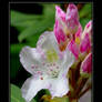 Pink and White Rhododendron