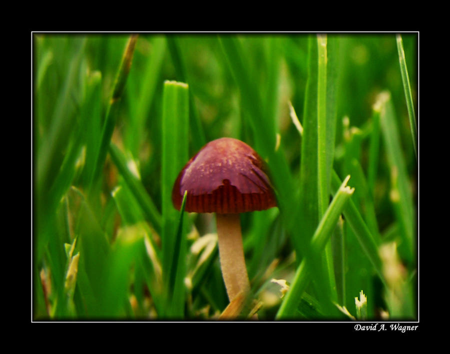 Captured by a mushroom