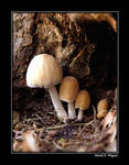 Mushroom Magic by David-A-Wagner