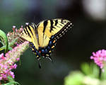 Eastern Tiger Swallowtail VII by David-A-Wagner