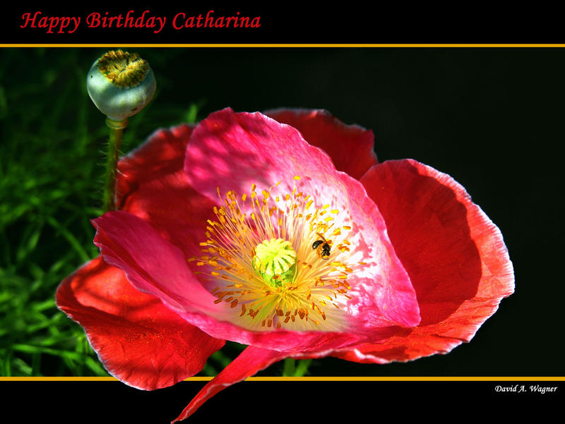 Happy Birthday Catharina