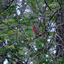 Northern Cardinal II