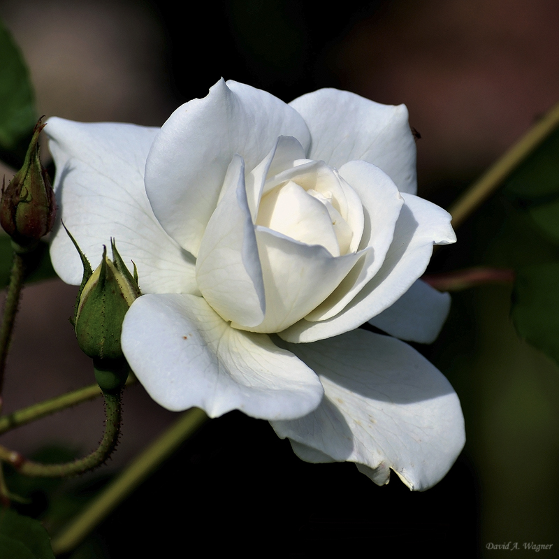 A White Rose for Alyssa