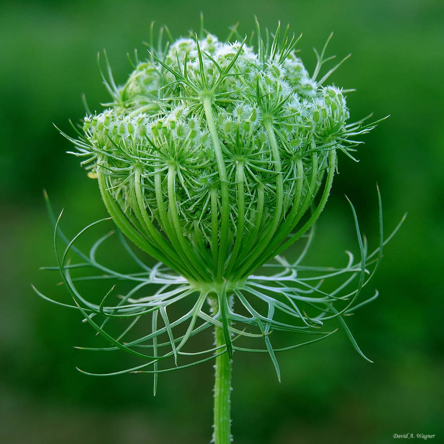 Happy Birthday Rozi by David-A-Wagner on DeviantArt