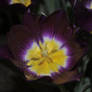 Purple Tulip