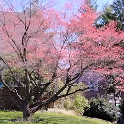 Flowering Cherry Tree