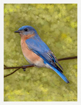 Eastern Bluebird