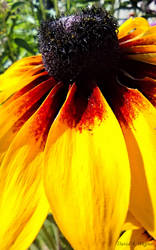 Black-eyed Susan