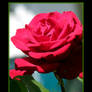 Red Rose for Mary