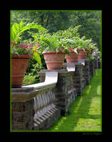 Wall Flowers