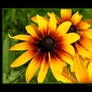 Black Eyed Susans II