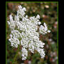 Queen Anne's lace