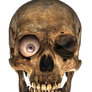 Skull Render .PNG on transparent background