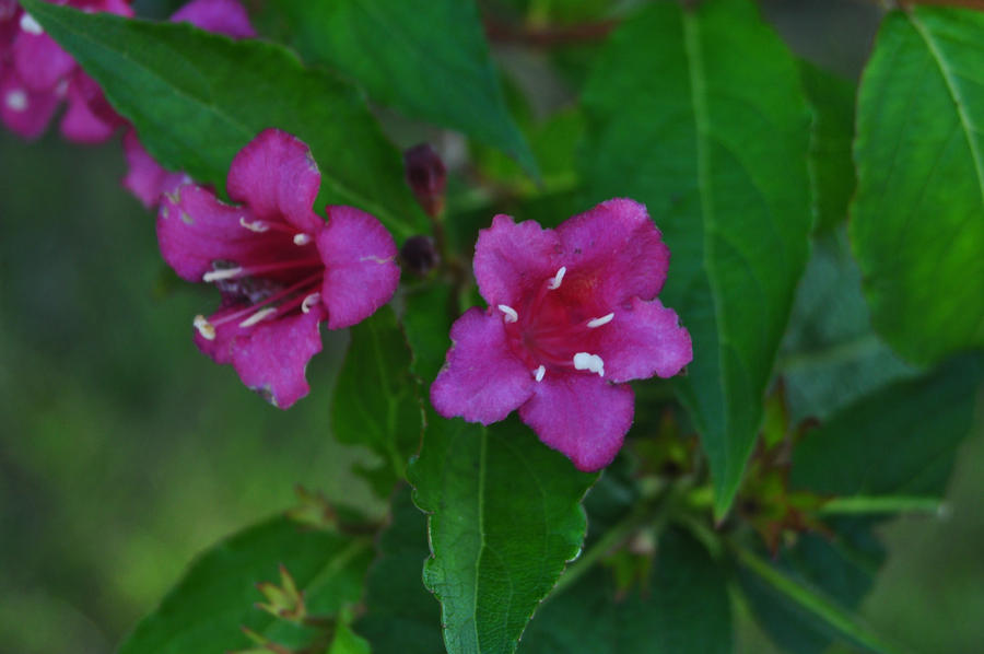 Weigela