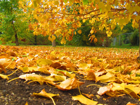 Autumn Blanket