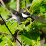 chickadee in motion