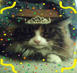 Princess Kitty