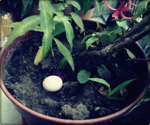 bird egg