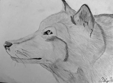 Wolf Sketch