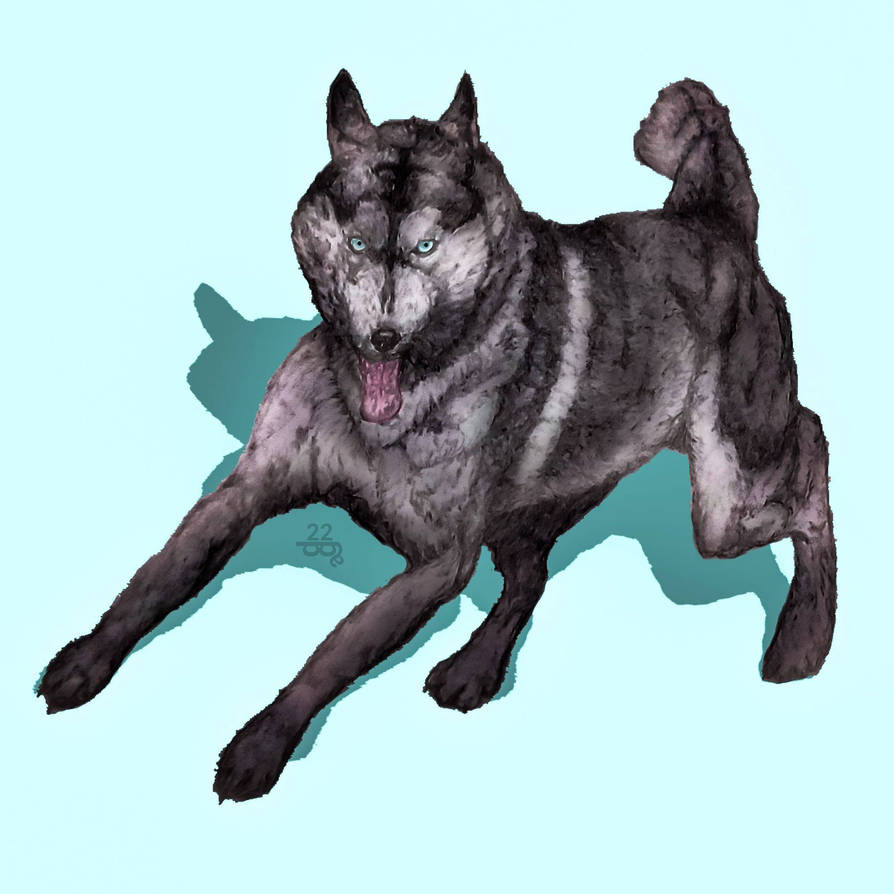 Husky Deviantart Husky by JabbyD on DeviantArt
