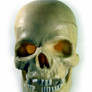 Plastic Skull on White