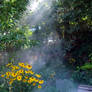 Smokey Garden