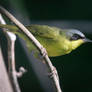 Bird Portrait