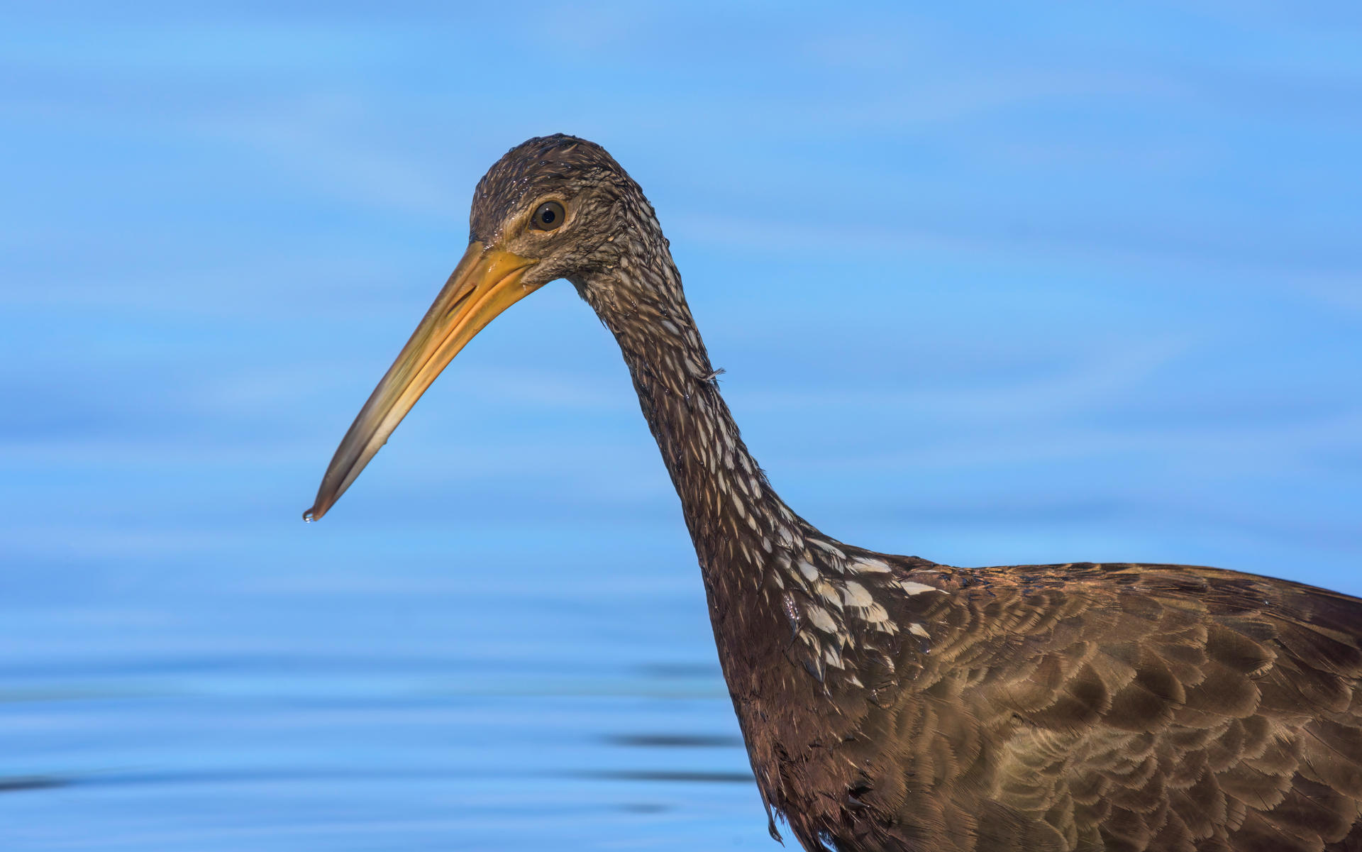 Snooping Around by humbertomancuso on DeviantArt