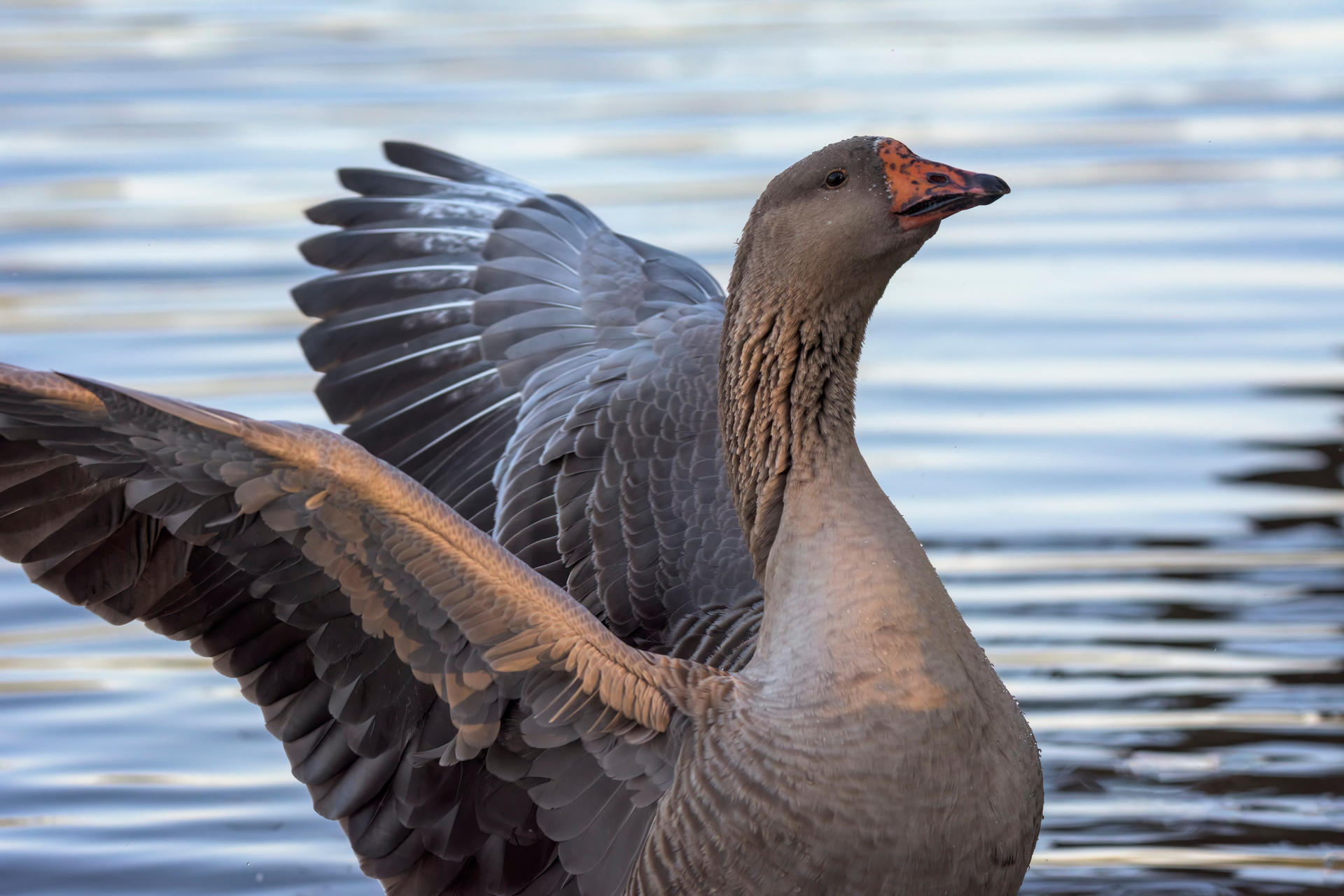 Valiant by humbertomancuso on DeviantArt