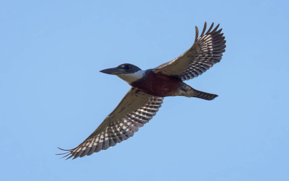 Wing Pattern by humbertomancuso on DeviantArt