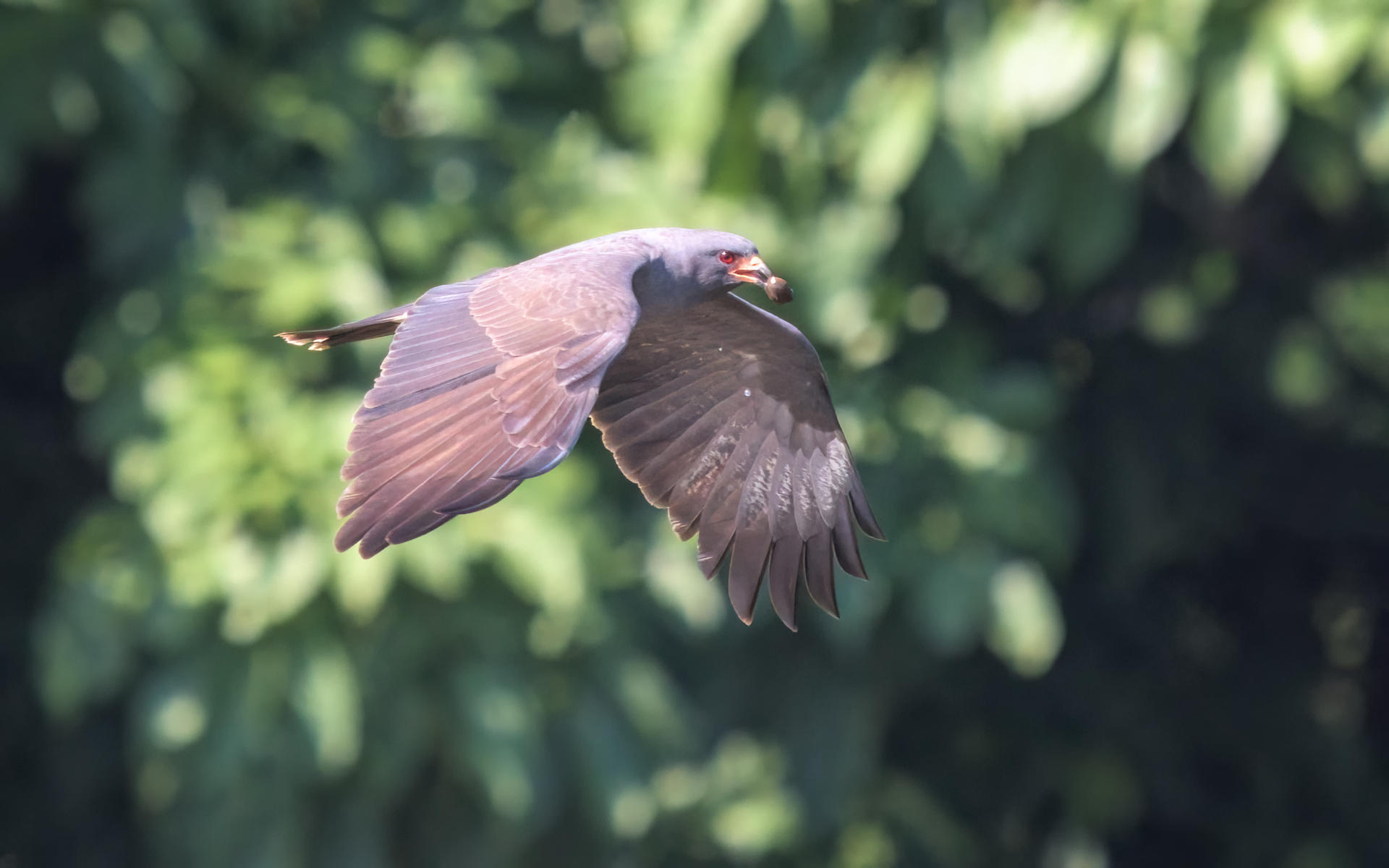 Shells - 2 by humbertomancuso on DeviantArt