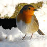 Robin in the snow