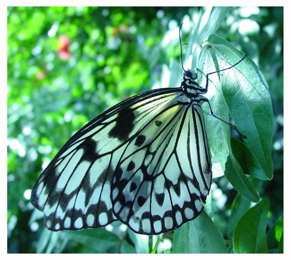 december butterfly