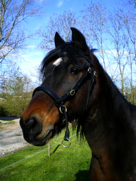 Reddy bitless bridle