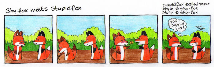 Shy Fox meets Stupid Fox