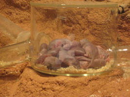 Naked molerats at the zoo.