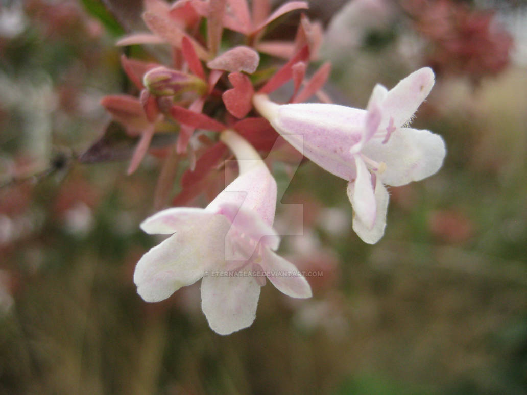Abelia x grandiflora (Rovelli ex Andre) Rehder. by Eternatease on DeviantArt Abelia x grandiflora (Rovelli ex Andre) Rehder. by Eternatease on DeviantArt