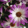 Osteospermum ecklonis flowers.